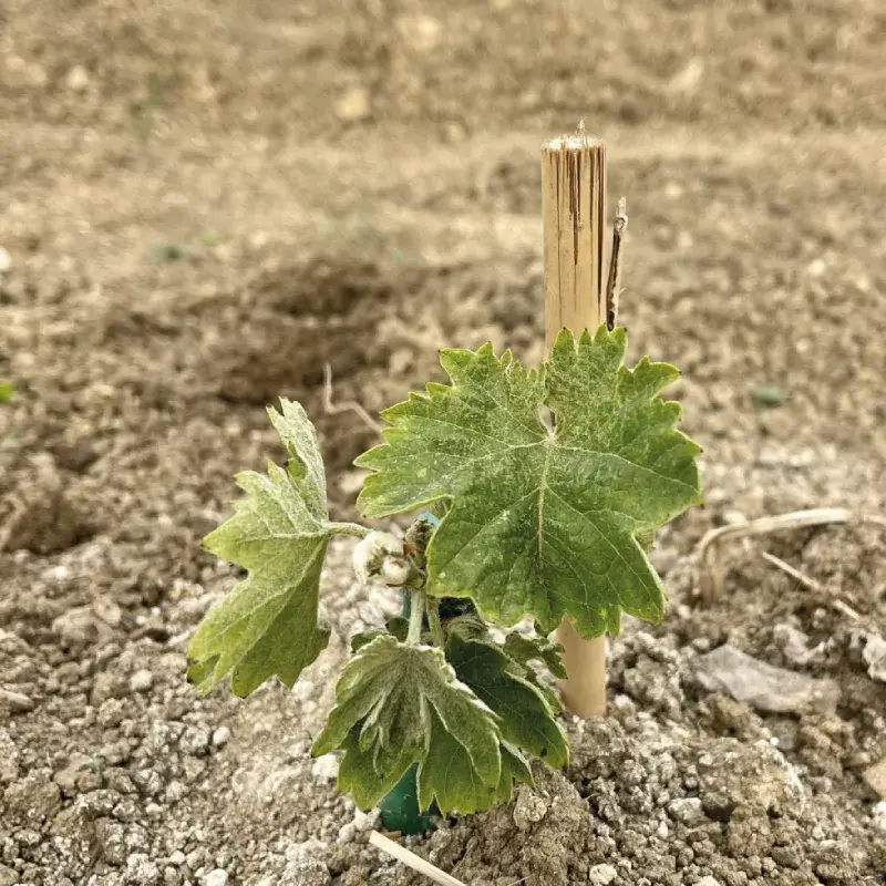 Nilo azienda agricola crescita 2
