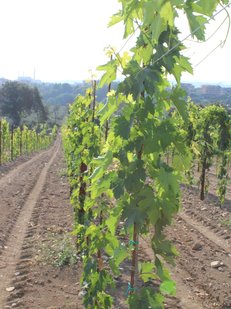 I filari, una riconversione della nuova generazione NILO