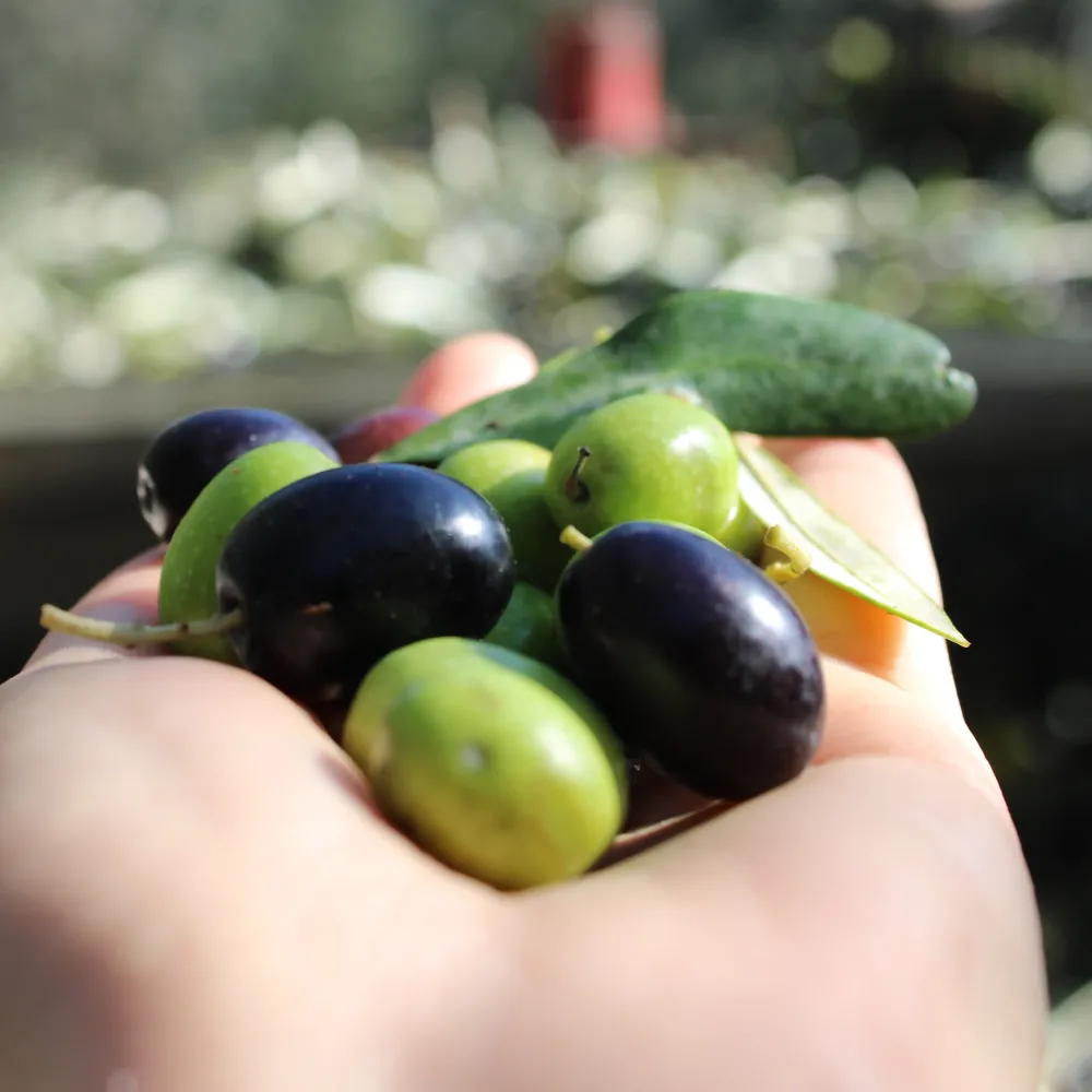 Olive Biologiche uliveto Nilo